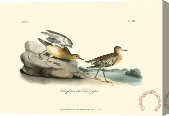 John James Audubon Buff Breasted Sandpiper Stretched Canvas Print / Canvas Art
