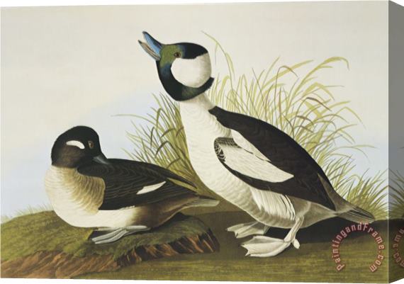 John James Audubon Buffel Headed Duck Stretched Canvas Print / Canvas Art