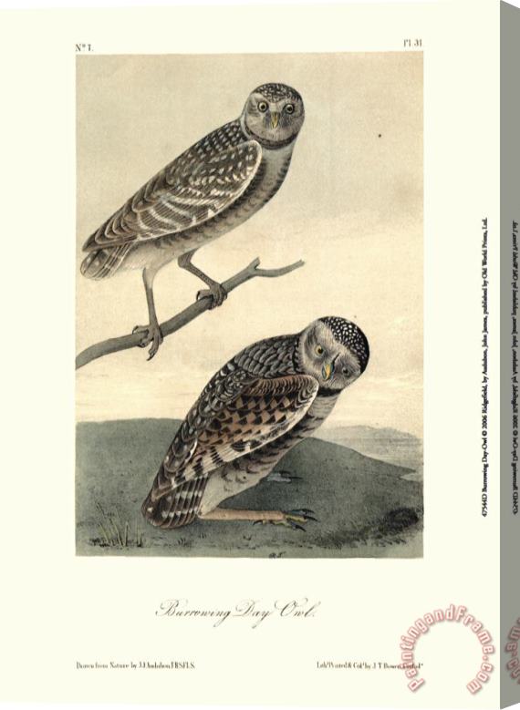 John James Audubon Burrowing Day Owl Stretched Canvas Print / Canvas Art