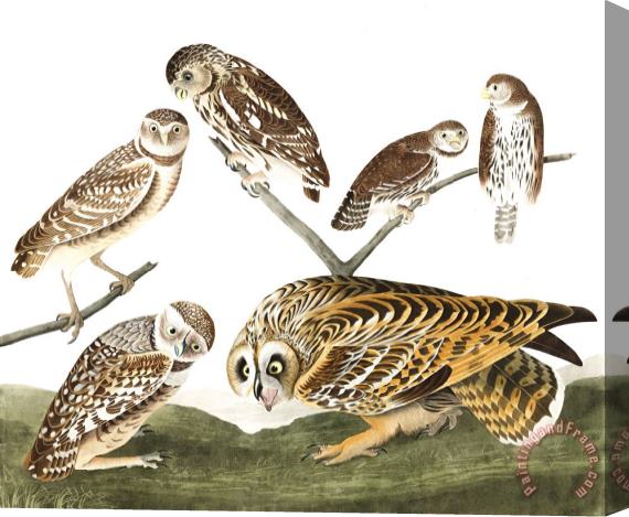 John James Audubon Burrowing Owl, Large Headed Burrowing Owl, Little Night Owl, Columbian Owl, Short Eared Owl Stretched Canvas Painting / Canvas Art