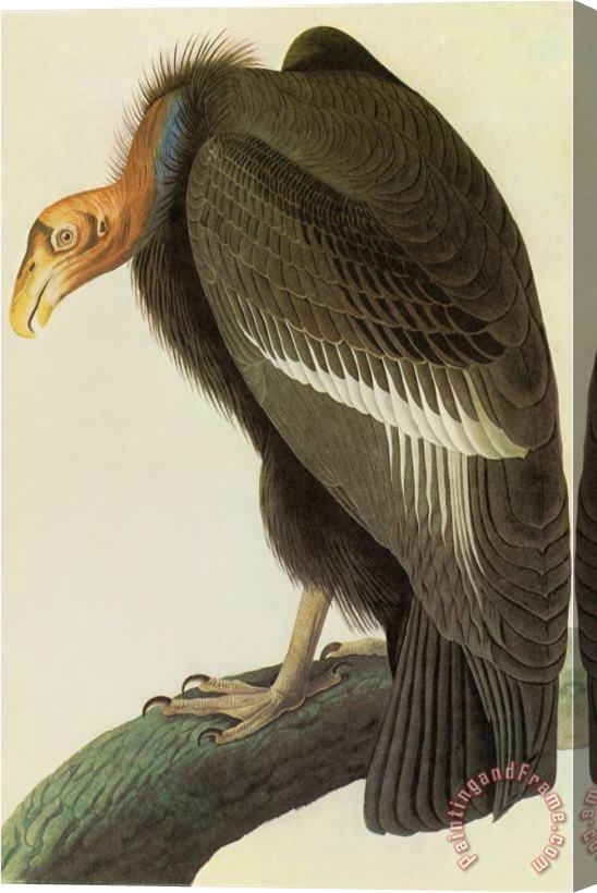 John James Audubon California Condor Stretched Canvas Painting / Canvas Art