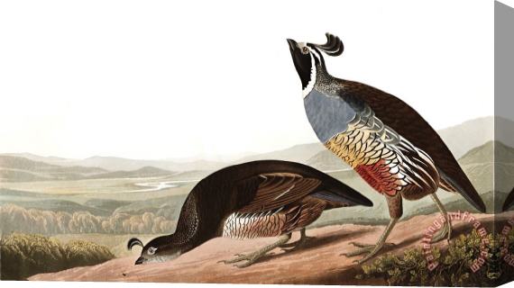 John James Audubon California Partridge Stretched Canvas Print / Canvas Art