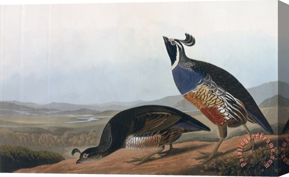 John James Audubon Californian Partridge Stretched Canvas Print / Canvas Art