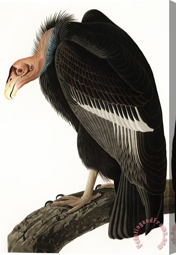 John James Audubon Californian Vulture Stretched Canvas Print / Canvas Art