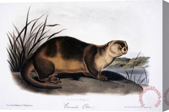 John James Audubon Canada Otter 1846 Stretched Canvas Painting / Canvas Art