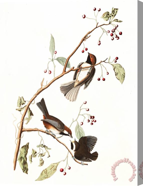 John James Audubon Canadian Titmouse Stretched Canvas Painting / Canvas Art