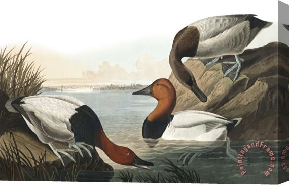 John James Audubon Canvas Backed Duck Stretched Canvas Print / Canvas Art