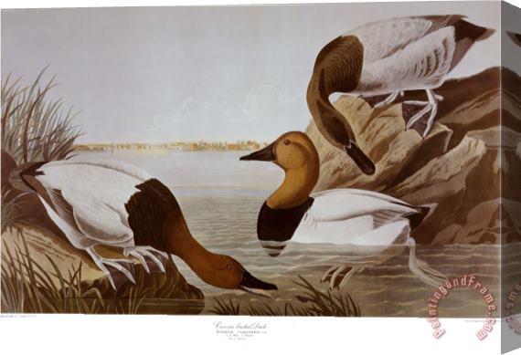 John James Audubon Canvasback Duck Stretched Canvas Painting / Canvas Art