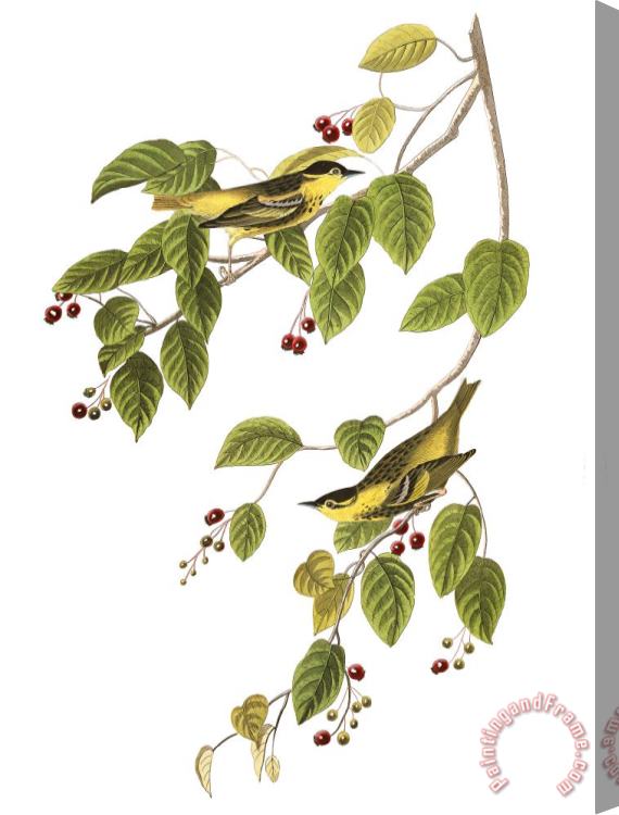 John James Audubon Carbonated Warbler Stretched Canvas Print / Canvas Art
