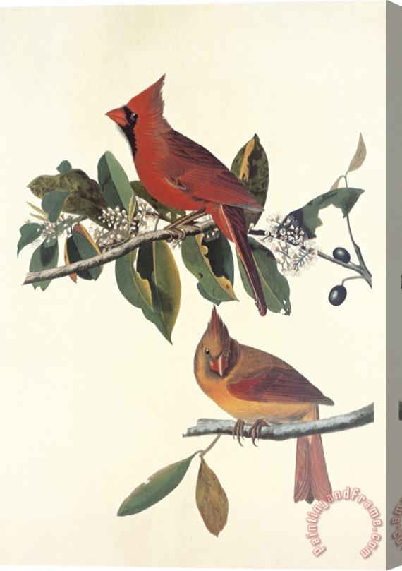 John James Audubon Cardinal Grosbeak Stretched Canvas Painting / Canvas Art