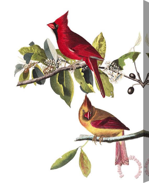 John James Audubon Cardinal Grosbeak Stretched Canvas Print / Canvas Art