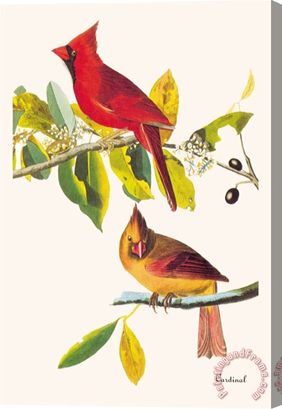 John James Audubon Cardinal Stretched Canvas Painting / Canvas Art