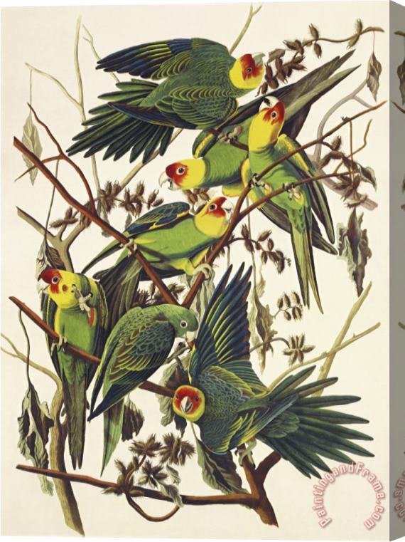 John James Audubon Carolina Parrot Stretched Canvas Print / Canvas Art