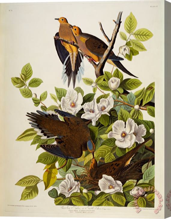 John James Audubon Carolina Turtledove Stretched Canvas Painting / Canvas Art