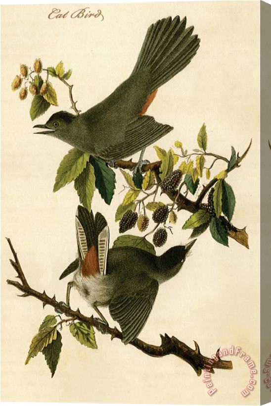 John James Audubon Cat Bird Stretched Canvas Print / Canvas Art