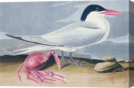 John James Audubon Cayenne Tern Stretched Canvas Print / Canvas Art