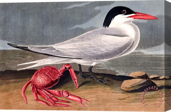 John James Audubon Cayenne Tern Stretched Canvas Print / Canvas Art