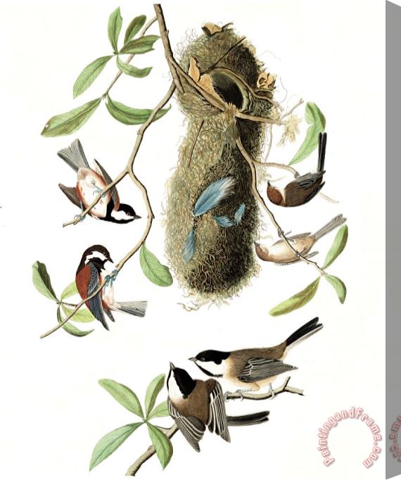 John James Audubon Chesnut Backed Titmouse, Black Capt Titmouse, Chesnut Crowned Titmouse Stretched Canvas Print / Canvas Art