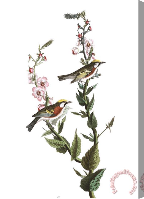 John James Audubon Chestnut Sided Warbler Stretched Canvas Painting / Canvas Art