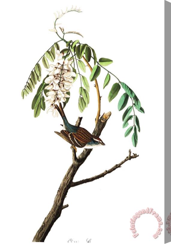 John James Audubon Chipping Sparrow Stretched Canvas Print / Canvas Art