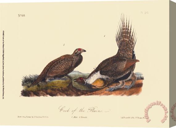 John James Audubon Cock of The Plains Stretched Canvas Painting / Canvas Art