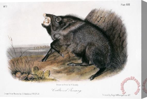 John James Audubon Collared Peccary 1846 Stretched Canvas Print / Canvas Art