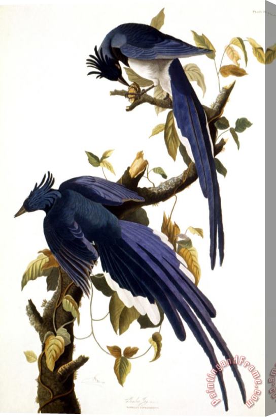 John James Audubon Columbia Jay 1830 Stretched Canvas Painting / Canvas Art