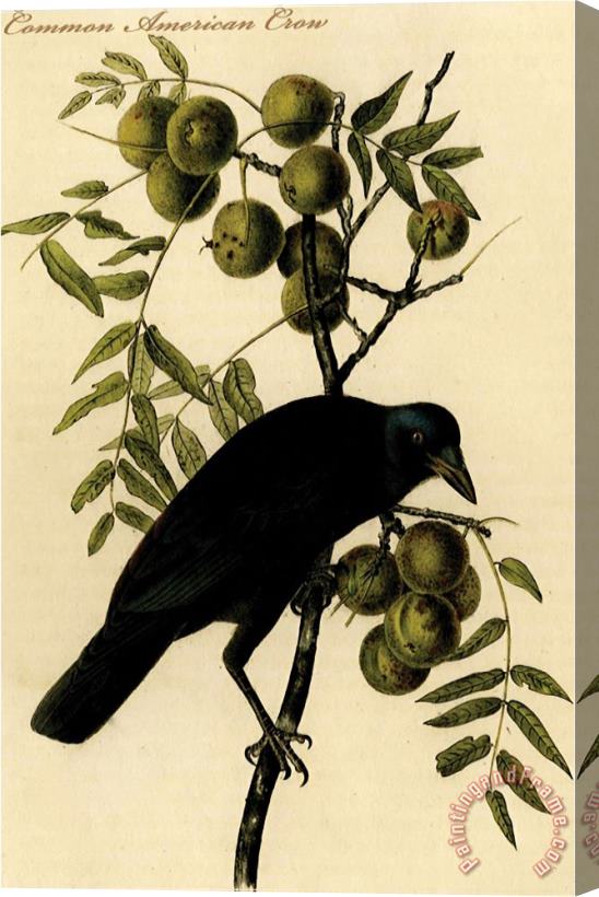 John James Audubon Common American Crow Stretched Canvas Print / Canvas Art