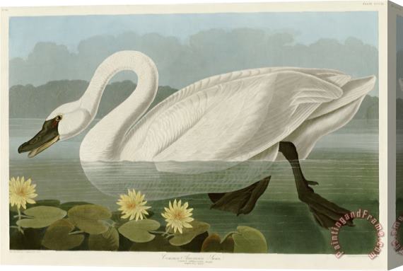 John James Audubon Common American Swan Stretched Canvas Print / Canvas Art