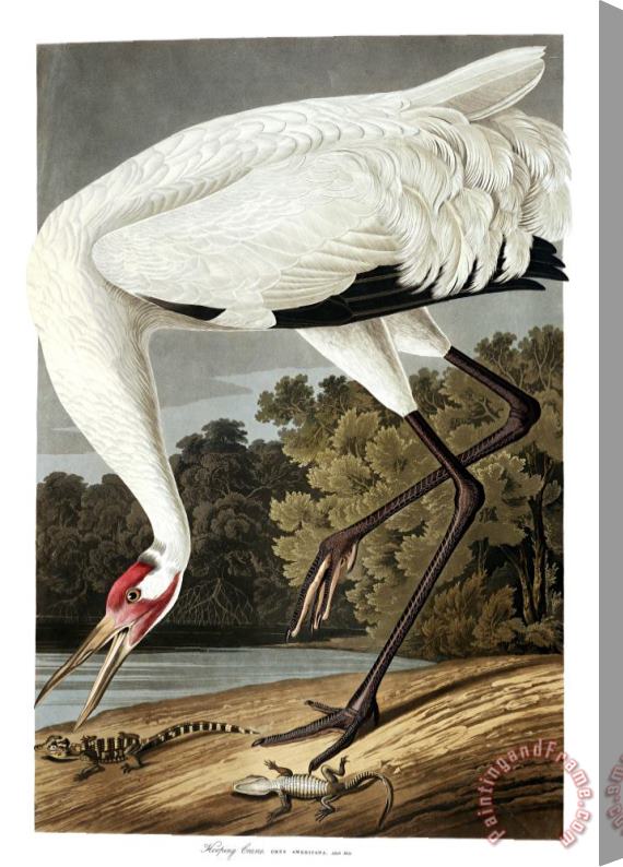 John James Audubon Common Cormorant Stretched Canvas Print / Canvas Art