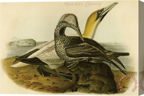 John James Audubon Common Gannet Stretched Canvas Print / Canvas Art