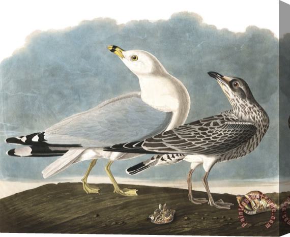 John James Audubon Common Gull Stretched Canvas Print / Canvas Art
