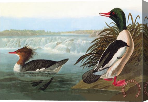 John James Audubon Common Merganser Stretched Canvas Painting / Canvas Art
