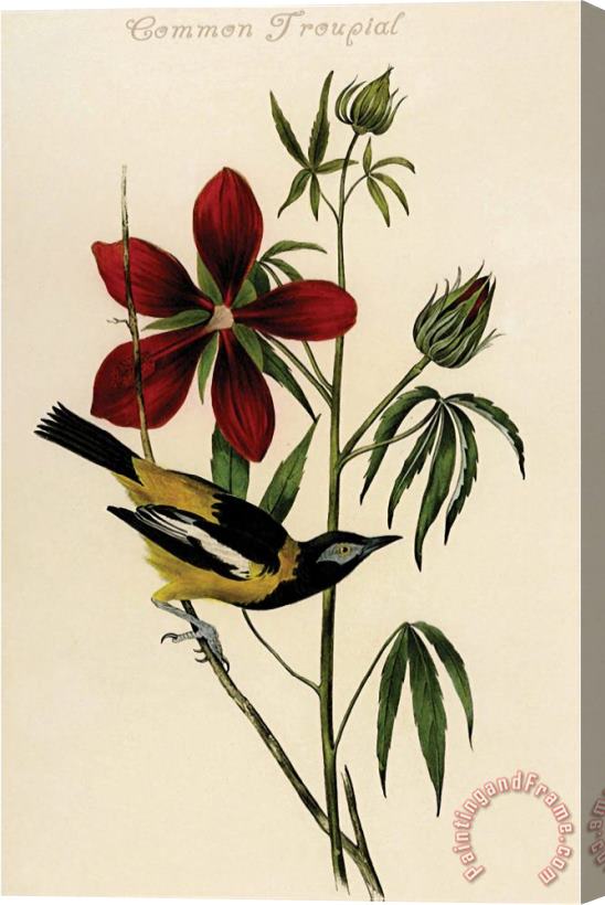 John James Audubon Common Troupial Stretched Canvas Painting / Canvas Art