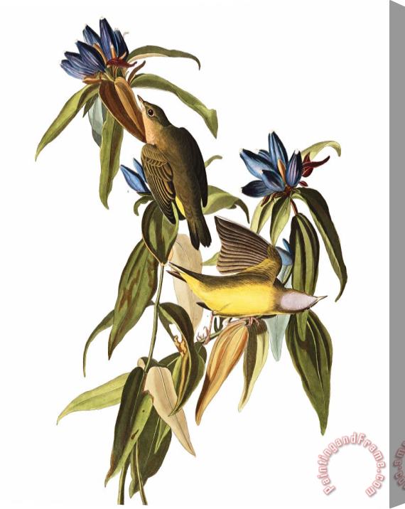 John James Audubon Connecticut Warbler Stretched Canvas Painting / Canvas Art