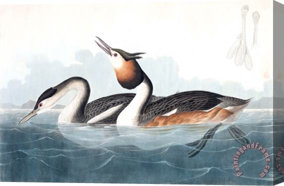 John James Audubon Crested Grebe Stretched Canvas Print / Canvas Art