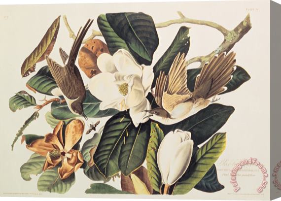 John James Audubon Cuckoo on Magnolia Grandiflora Stretched Canvas Painting / Canvas Art
