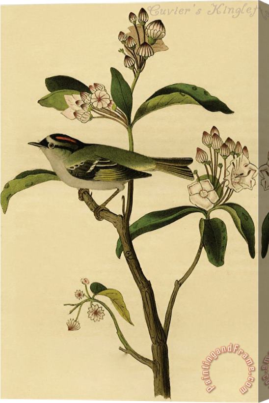 John James Audubon Cuvier S Kinglet Stretched Canvas Print / Canvas Art