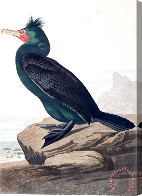 John James Audubon Double Crested Cormorant Stretched Canvas Painting / Canvas Art