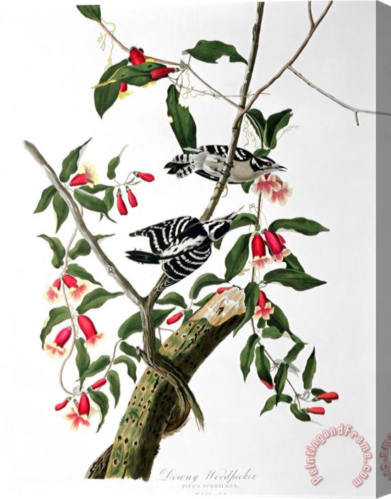 John James Audubon Downy Woodpecker From Birds of America Stretched Canvas Print / Canvas Art