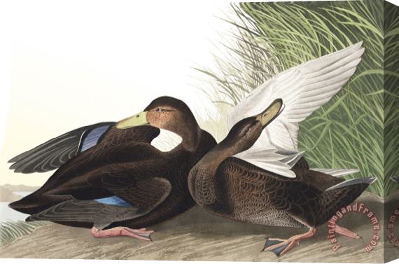 John James Audubon Dusky Duck Stretched Canvas Print / Canvas Art