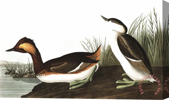 John James Audubon Eared Grebe Stretched Canvas Print / Canvas Art