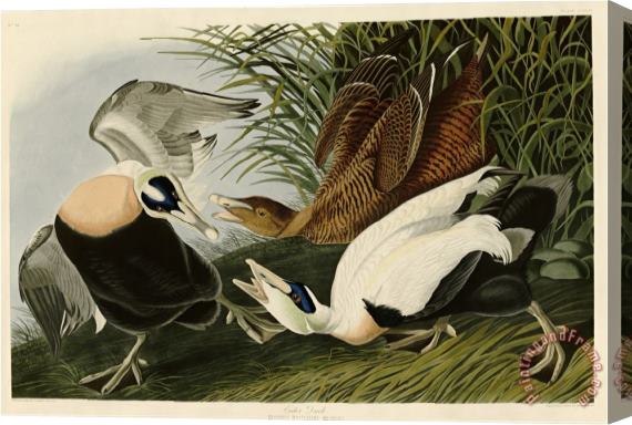 John James Audubon Eider Duck Stretched Canvas Print / Canvas Art