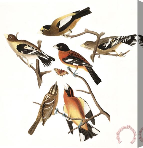 John James Audubon Evening Grosbeak, Or Spotted Grosbeak Stretched Canvas Print / Canvas Art