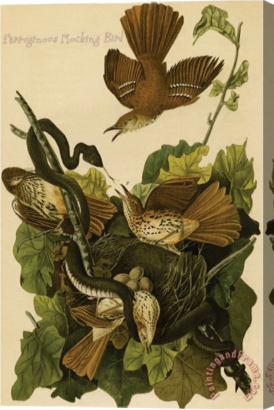 John James Audubon Ferruginous Mocking Bird Stretched Canvas Print / Canvas Art