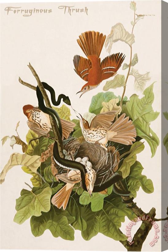 John James Audubon Ferruginous Thrush Stretched Canvas Print / Canvas Art