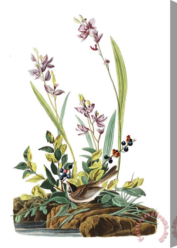 John James Audubon Field Sparrow Stretched Canvas Print / Canvas Art