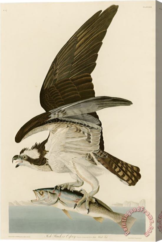 John James Audubon Fish Hawk Or Osprey Stretched Canvas Painting / Canvas Art