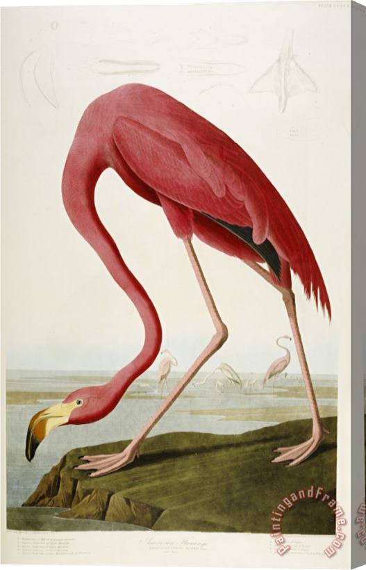 John James Audubon Flamingo Drinking at Water S Edge Stretched Canvas Painting / Canvas Art