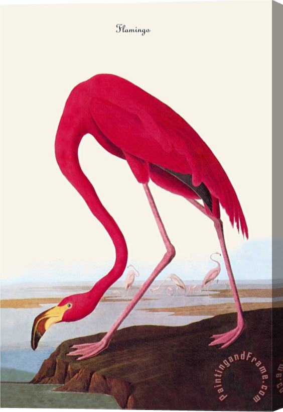 John James Audubon Flamingo Stretched Canvas Painting / Canvas Art